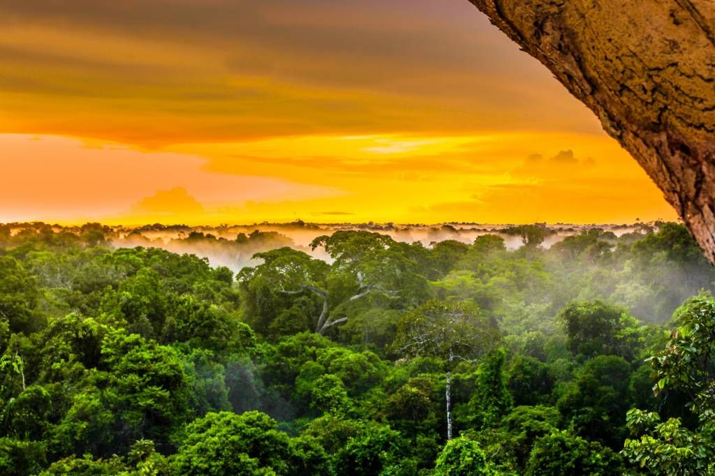 Arbres - Forêt tropicale au Brésil  - Chambre à coucher