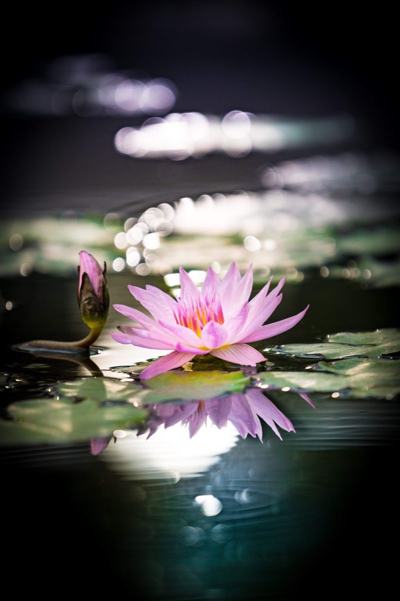 Tapisserie De Lotus, Art Mural Spirituel, Décoration Murale De Méditation, Tapisserie Boho, Art