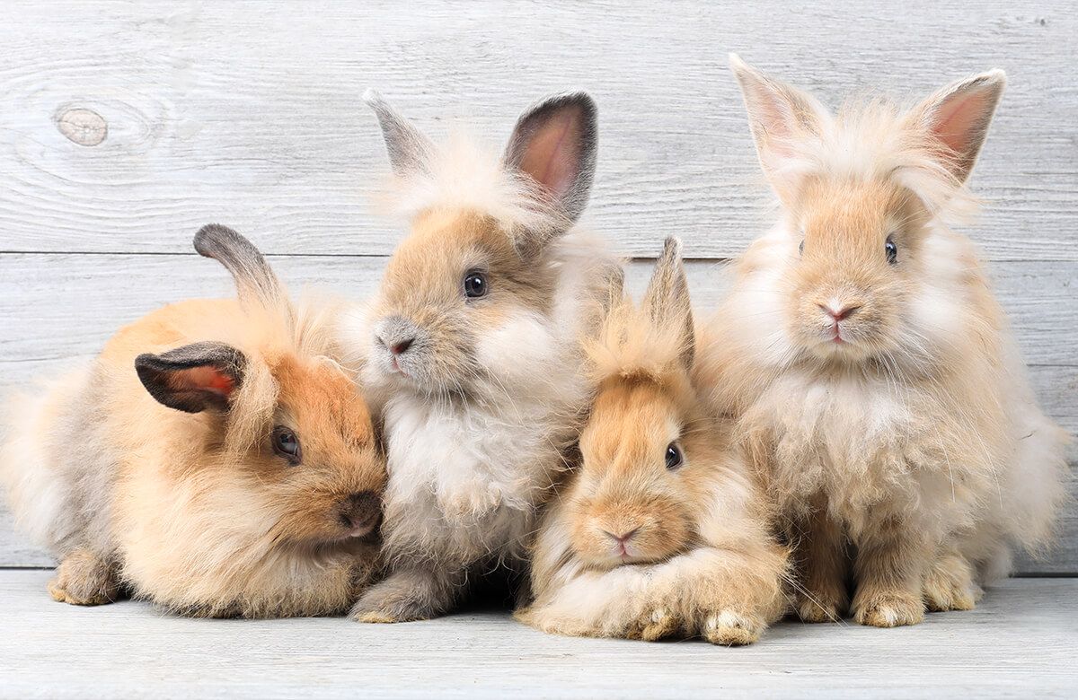 Wallpaper Petits lapins