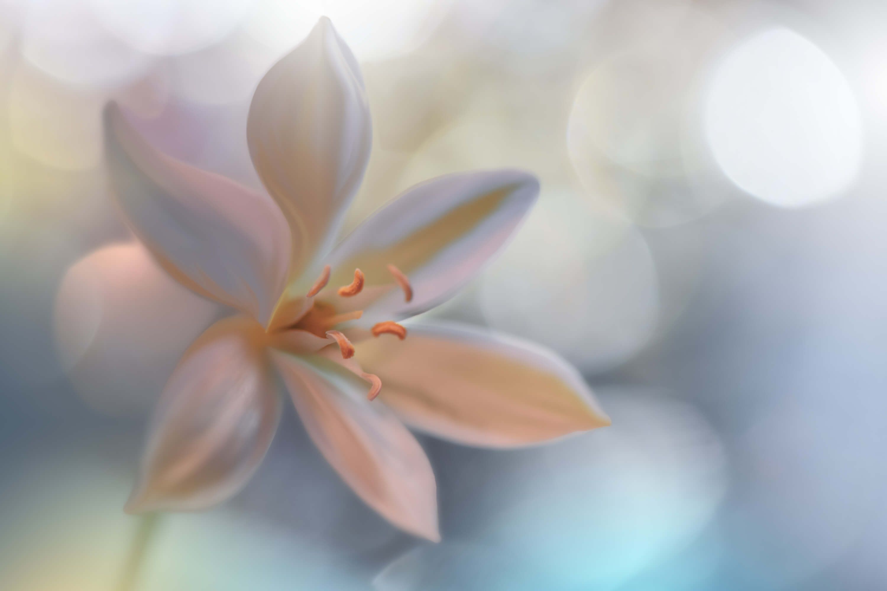 Macro Metamorphosis.. Macro Metamorphosis..