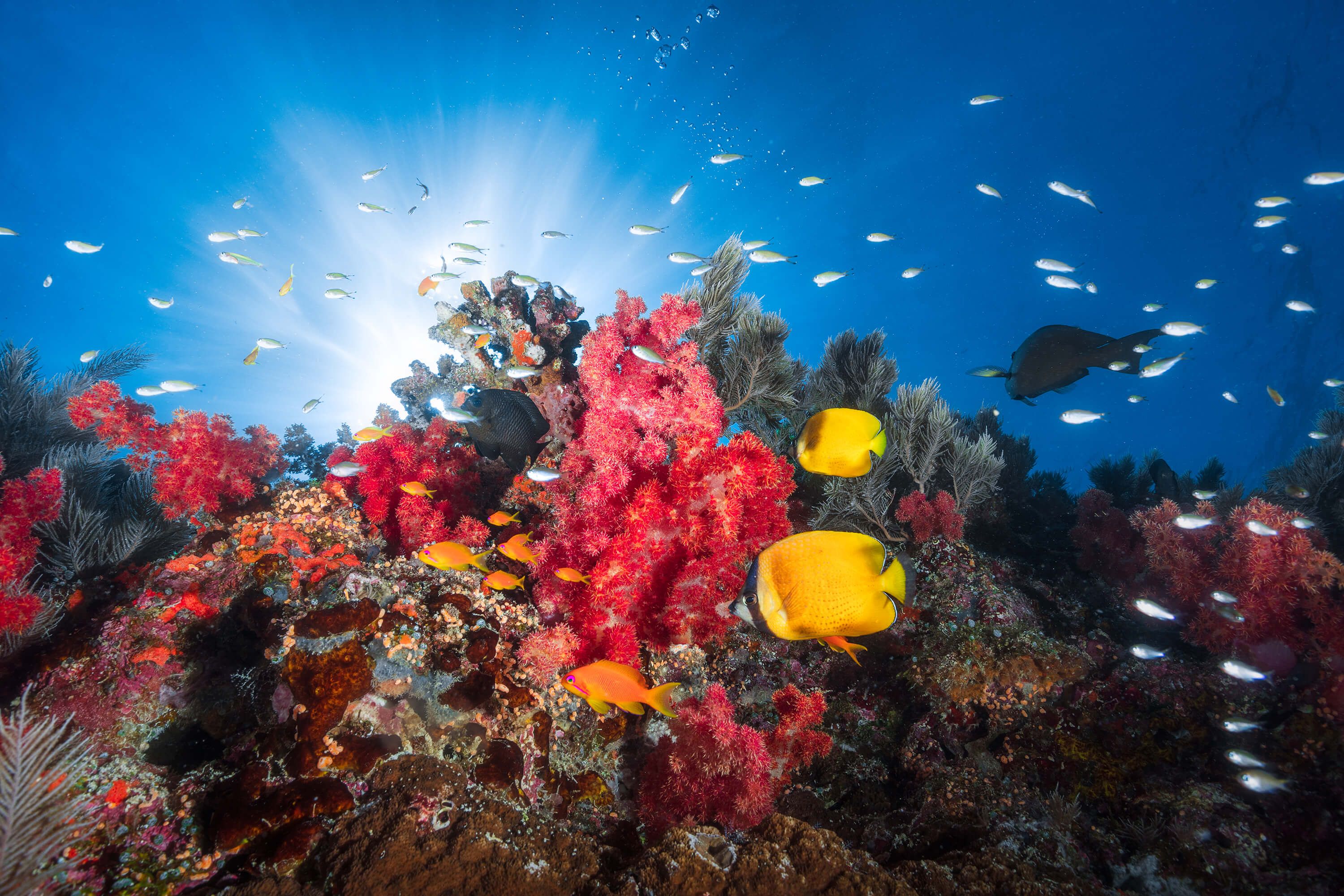 Underwater Reef life