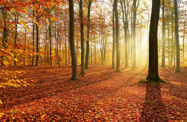 Matin d'automne dans la forêt