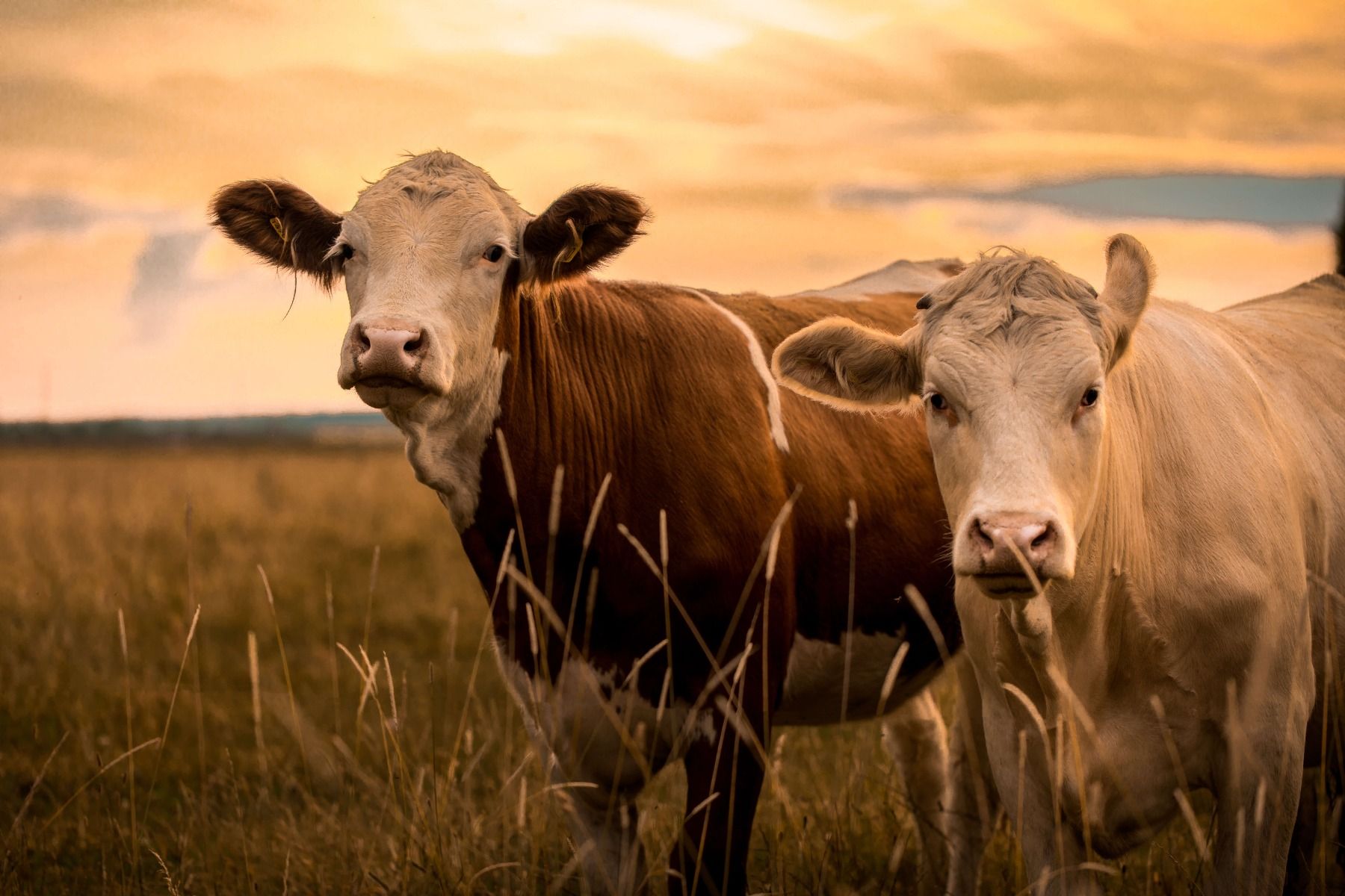 Les vaches au soleil du soir Les vaches au soleil du soir