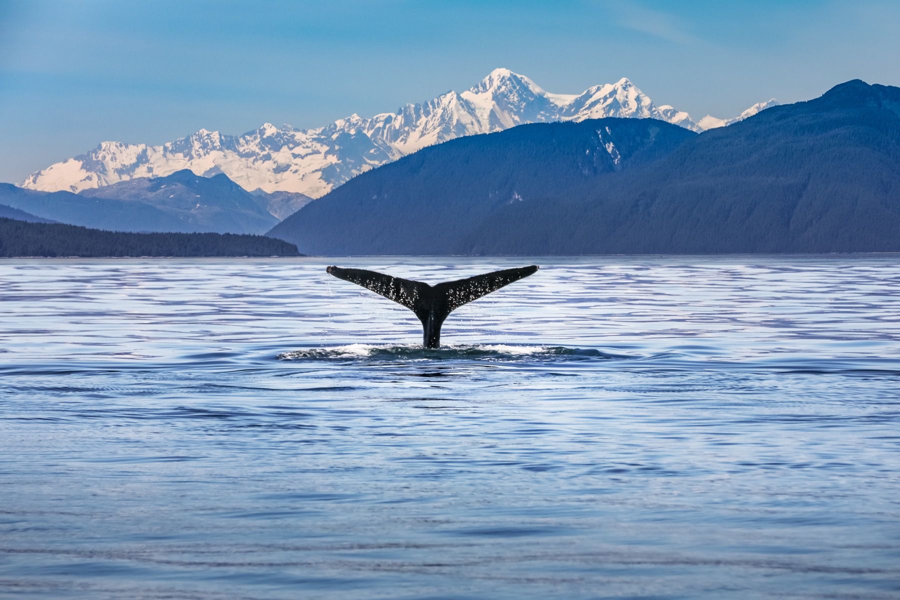 Baleine plongeante avec des montagnes à l'arrière-plan
