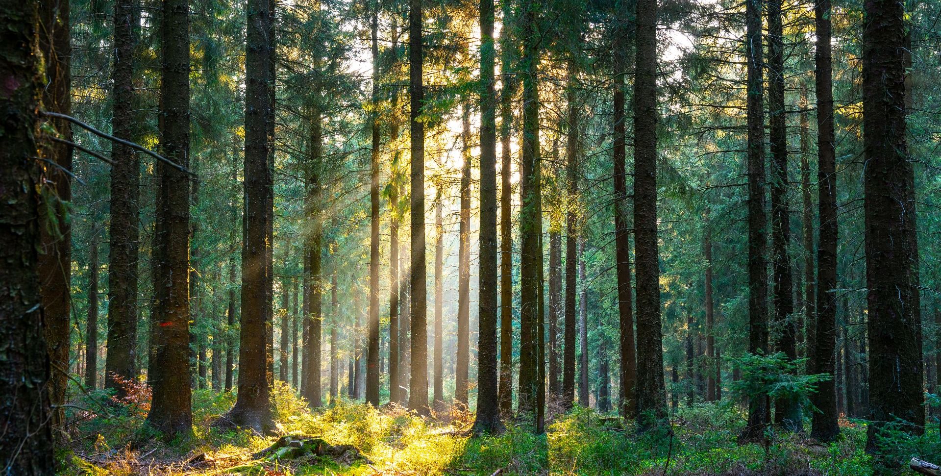 Une forêt tranquille Une forêt tranquille