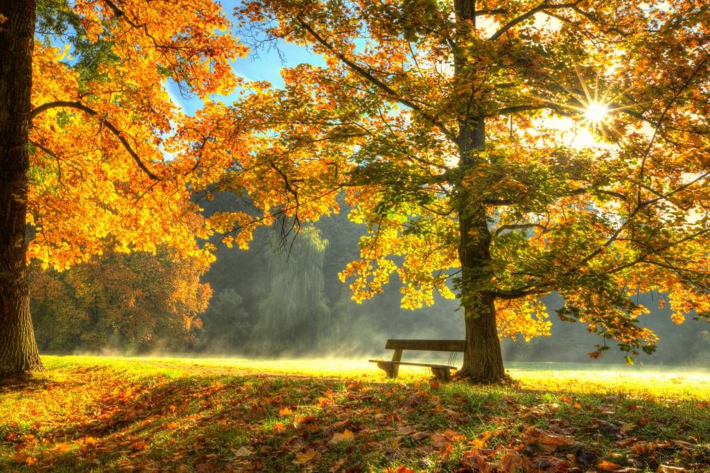 Arbre aux couleurs de l'automne main product photo