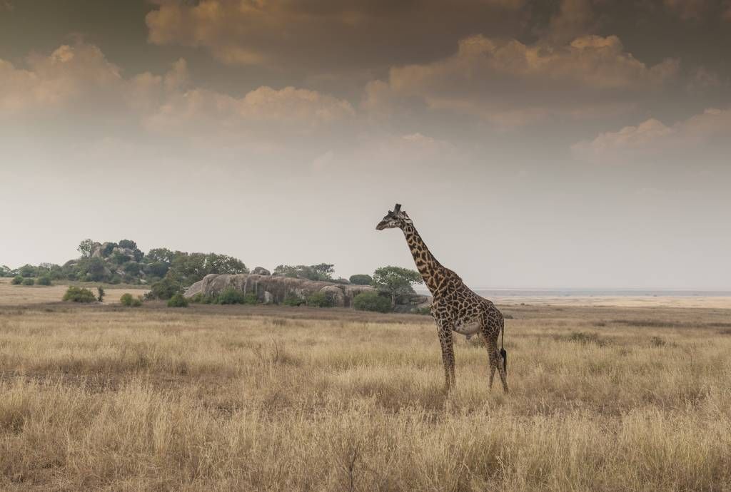 Girafe dans la savane main product photo