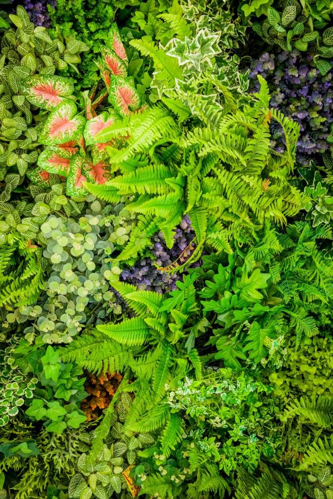 Mélange de plantes Mélange de plantes