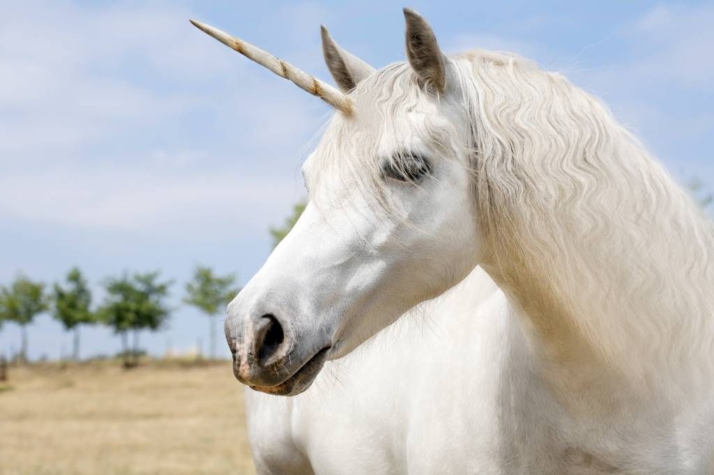 Licorne blanche main product photo