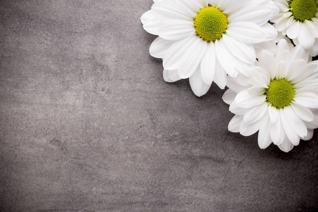 Marguerites et béton main product photo
