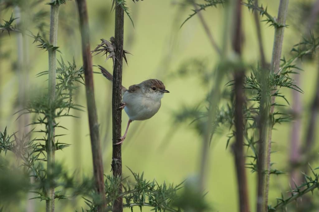 Oiseau sur une branche