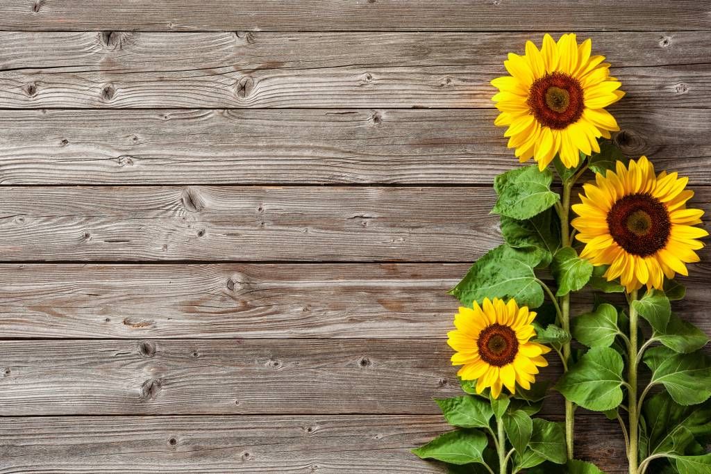 Tournesols et bois main product photo