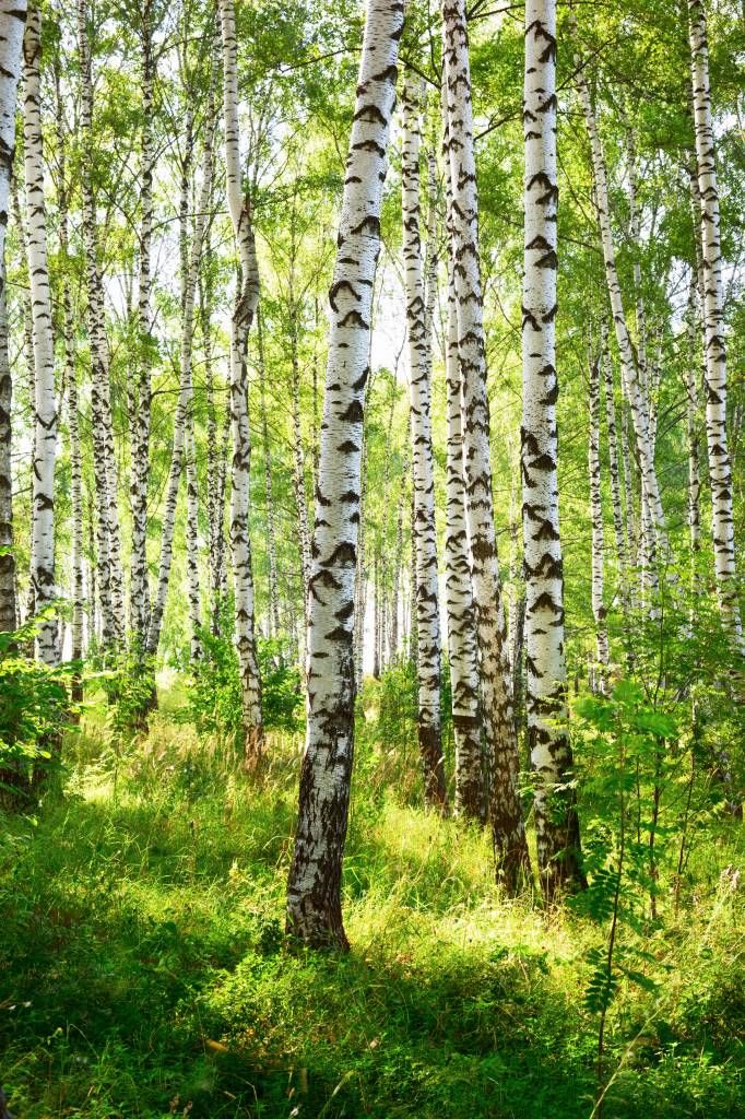Troncs d'arbres Troncs d'arbres
