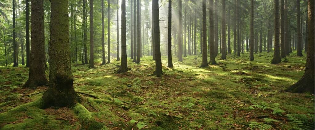 Forêt d'épicéas ensoleillée Forêt d'épicéas ensoleillée