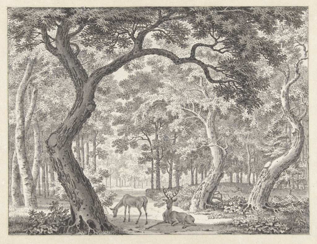 Vue sur la forêt avec deux cerfs Vue sur la forêt avec deux cerfs