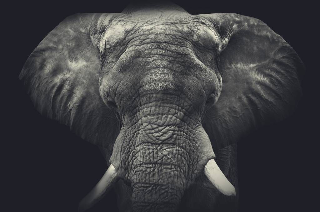 Gros plan sur un éléphant main product photo