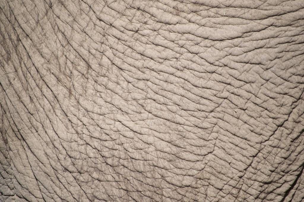 Peau d'éléphant Peau d'éléphant