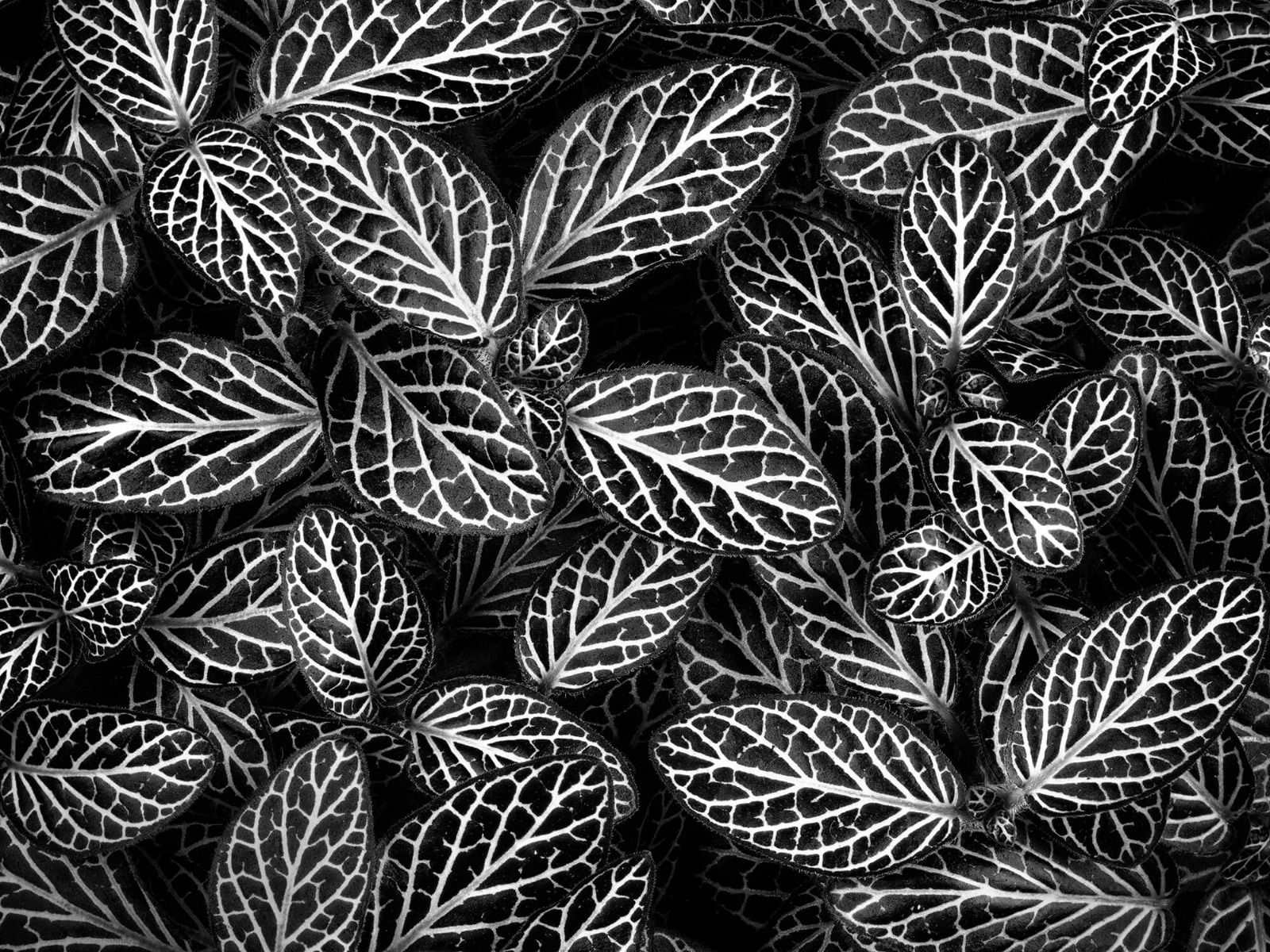Fittonia Fittonia