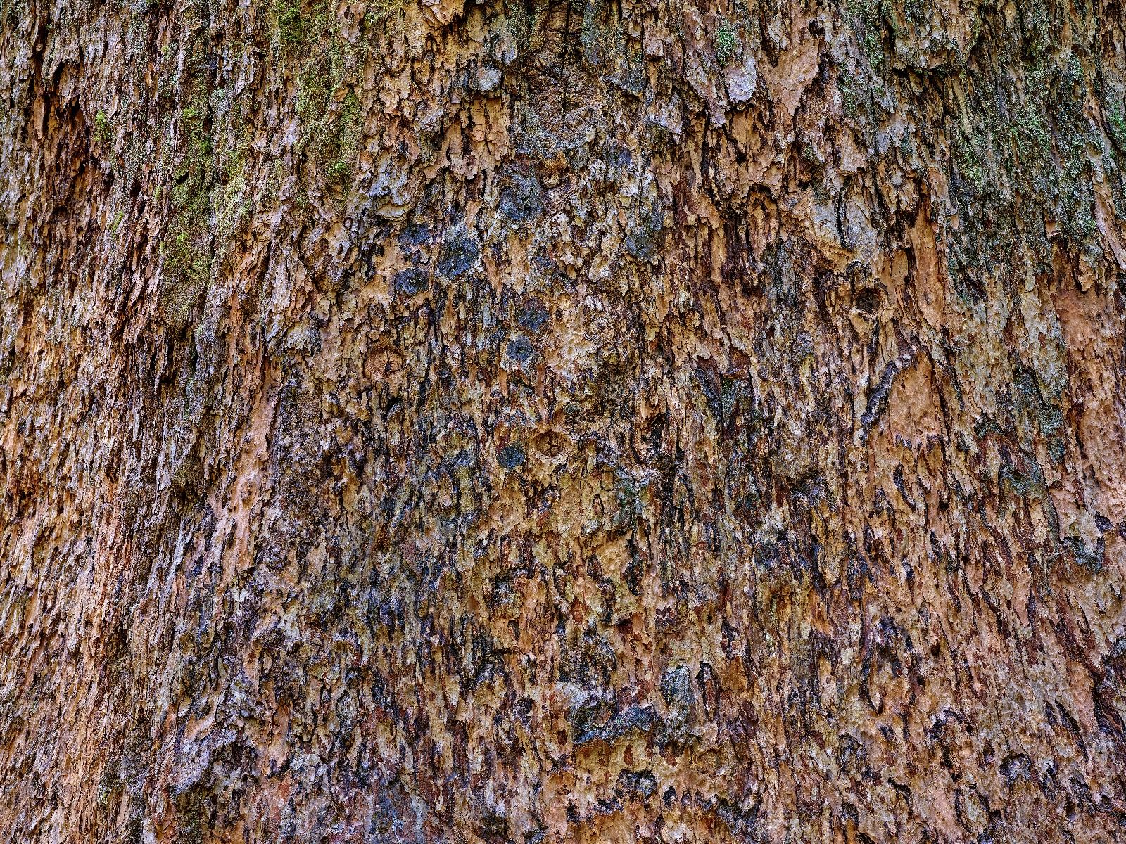 Écorce d'arbre marron Écorce d'arbre marron