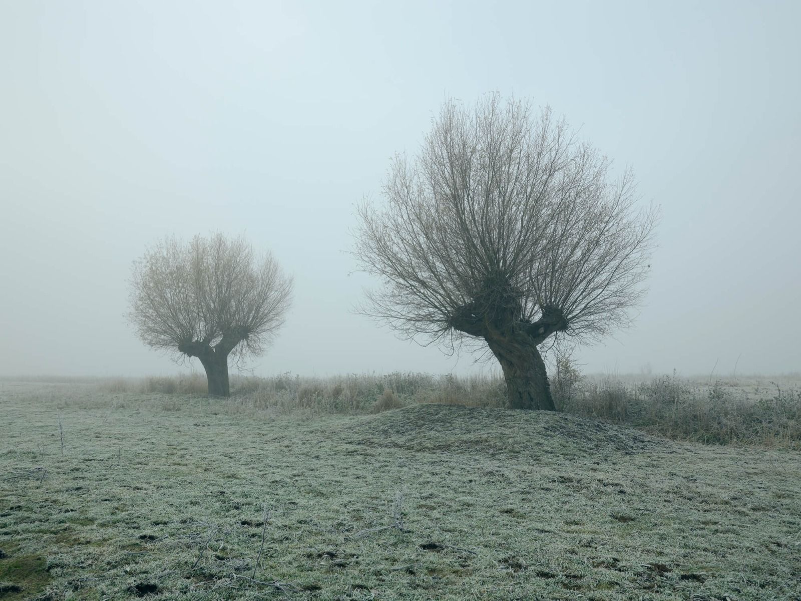 Les saules de Pollard dans le brouillard Les saules de Pollard dans le brouillard