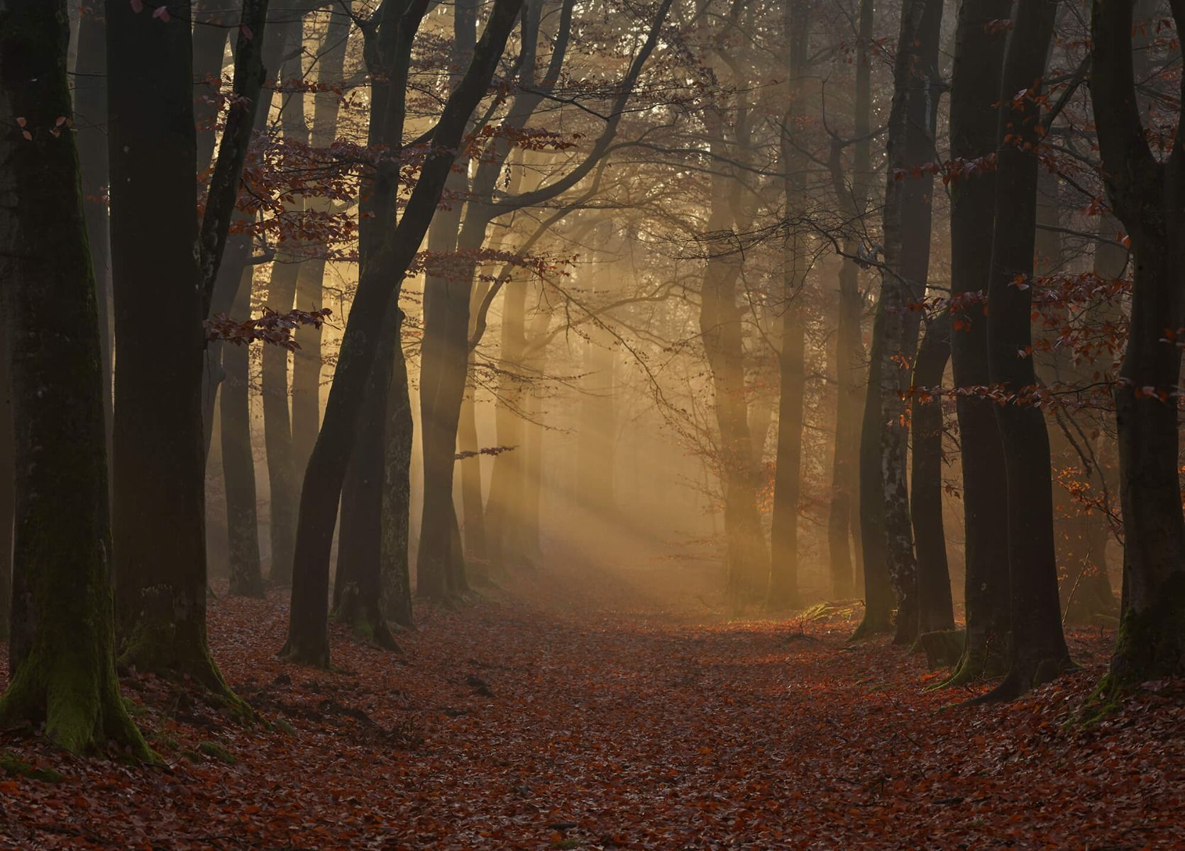 Mystérieuse forêt d'automne Mystérieuse forêt d'automne