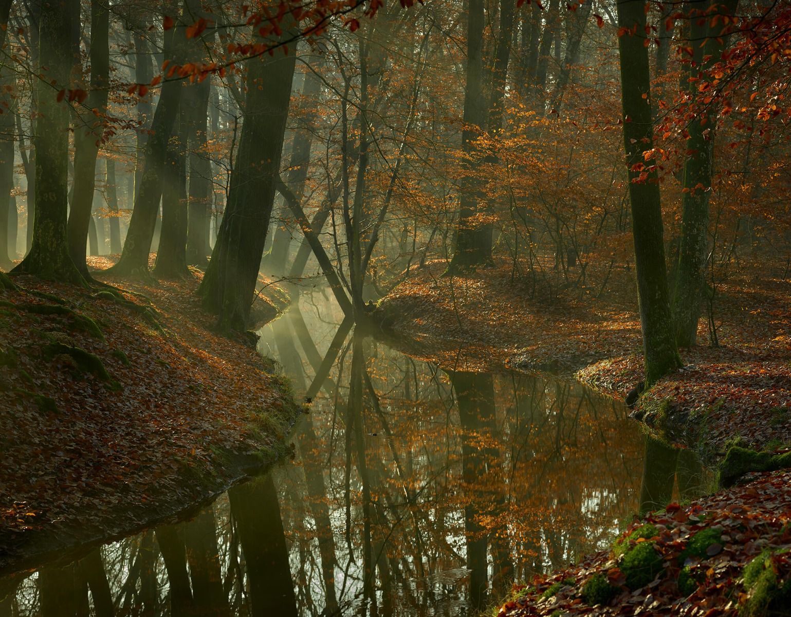 Rivière à travers la forêt