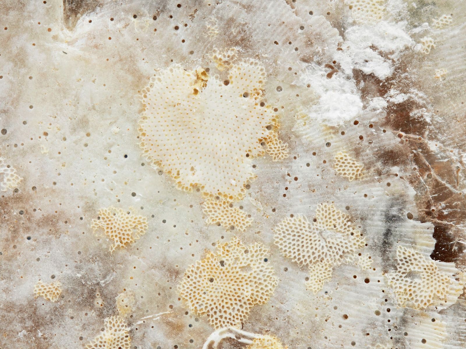 Coquille