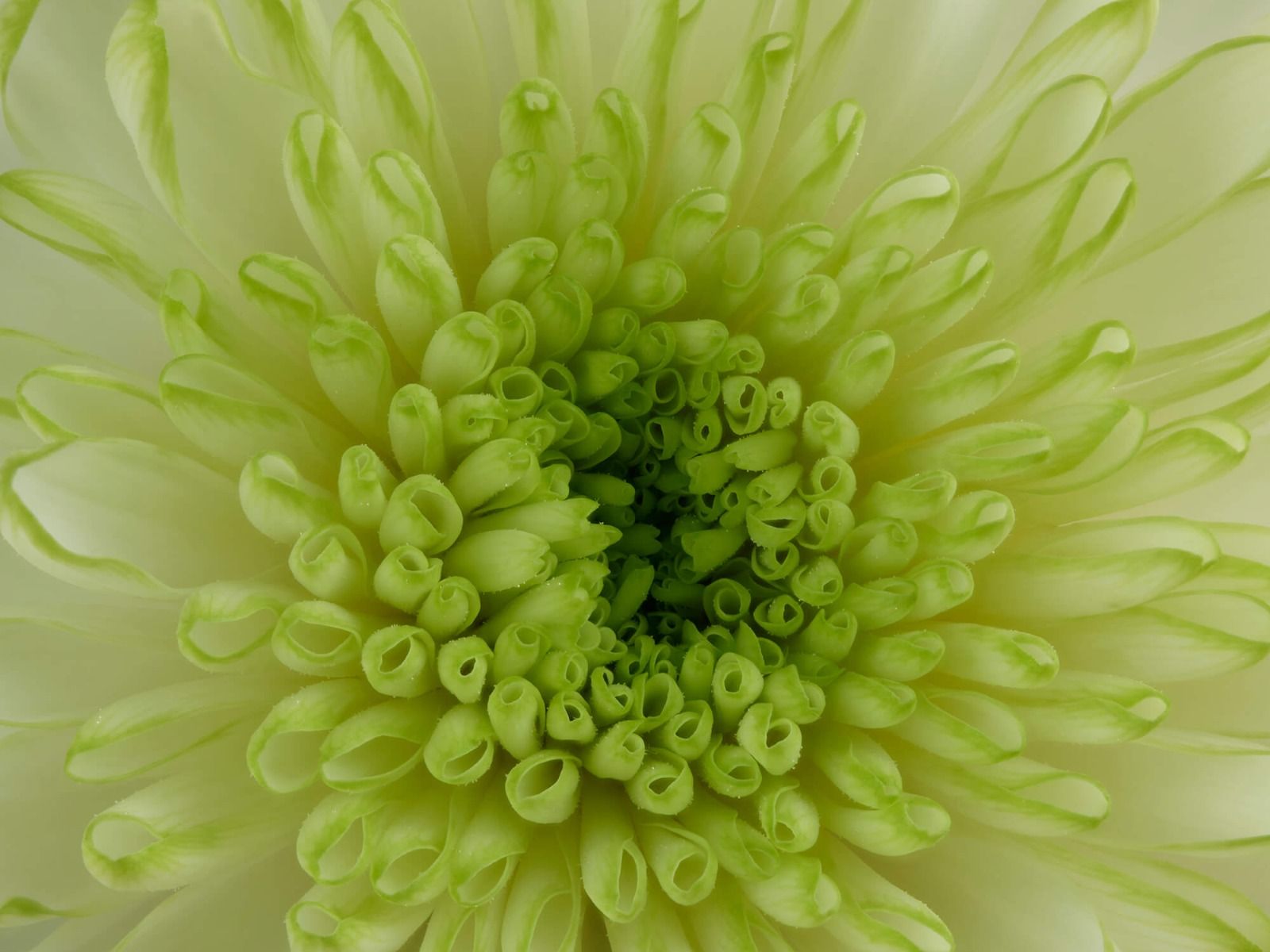 Gros plan sur la fleur
