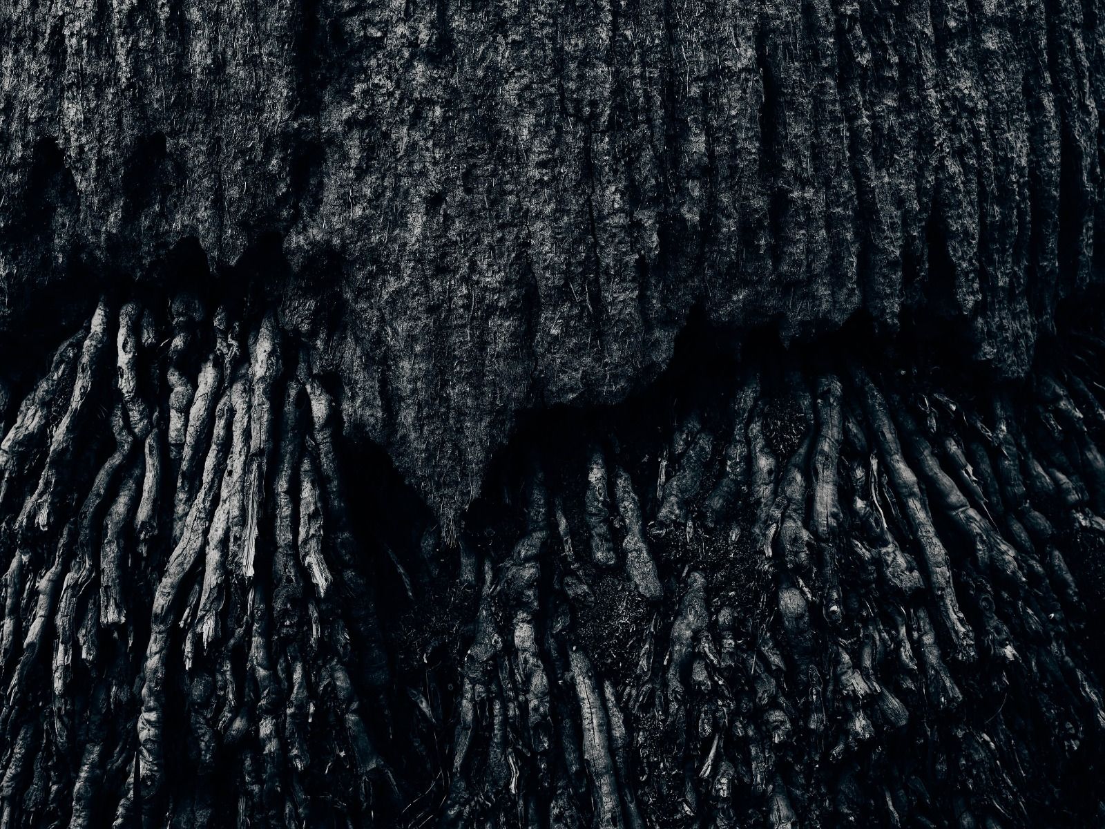L'arbre, en noir et blanc L'arbre, en noir et blanc