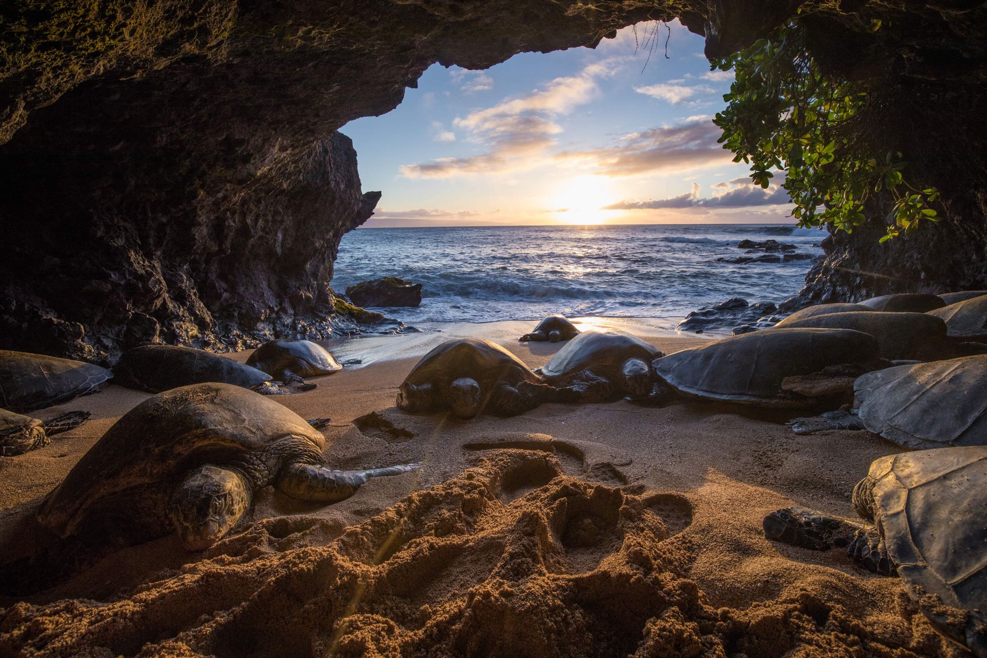 Tortues dans une grotte main product photo