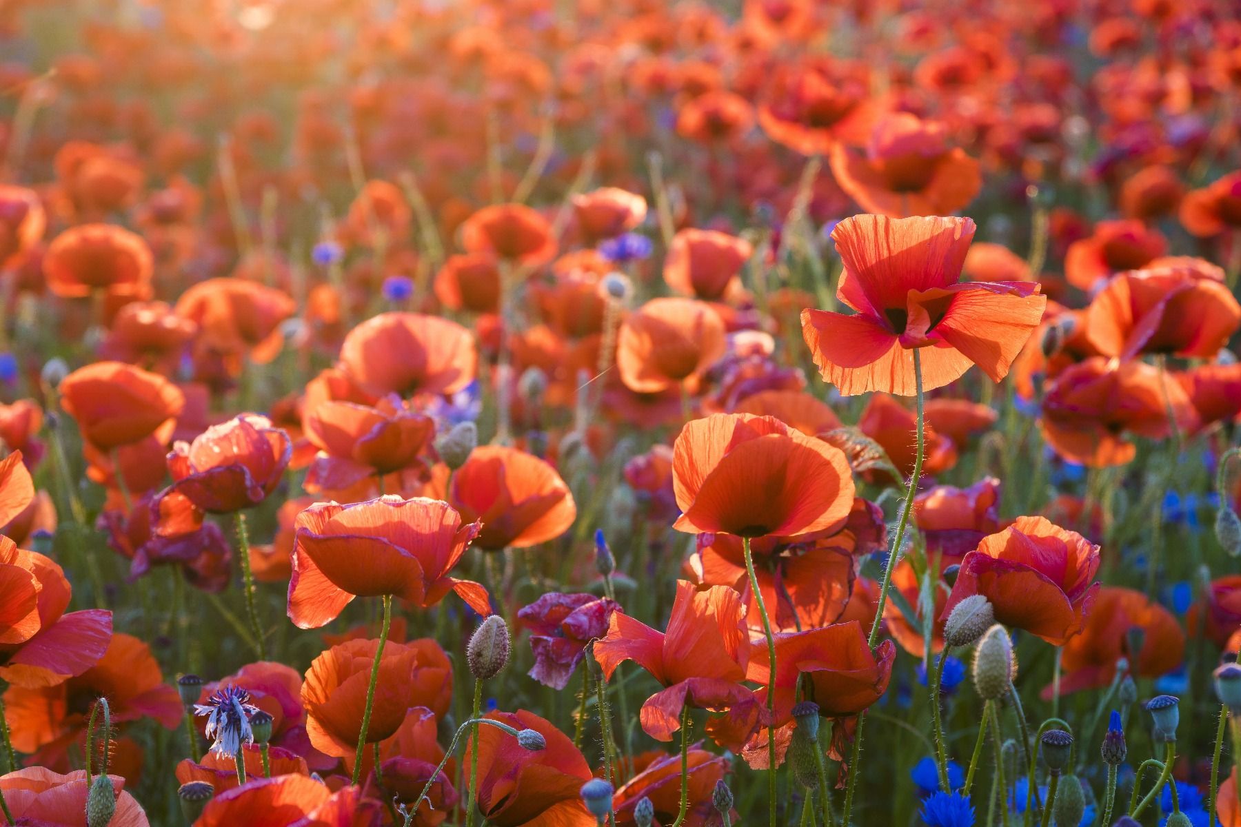 Des coquelicots dans la lumière du soir Des coquelicots dans la lumière du soir