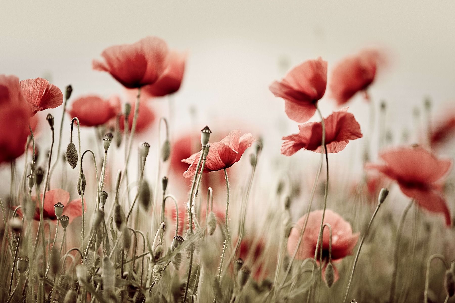 Des coquelicots de rêve Des coquelicots de rêve