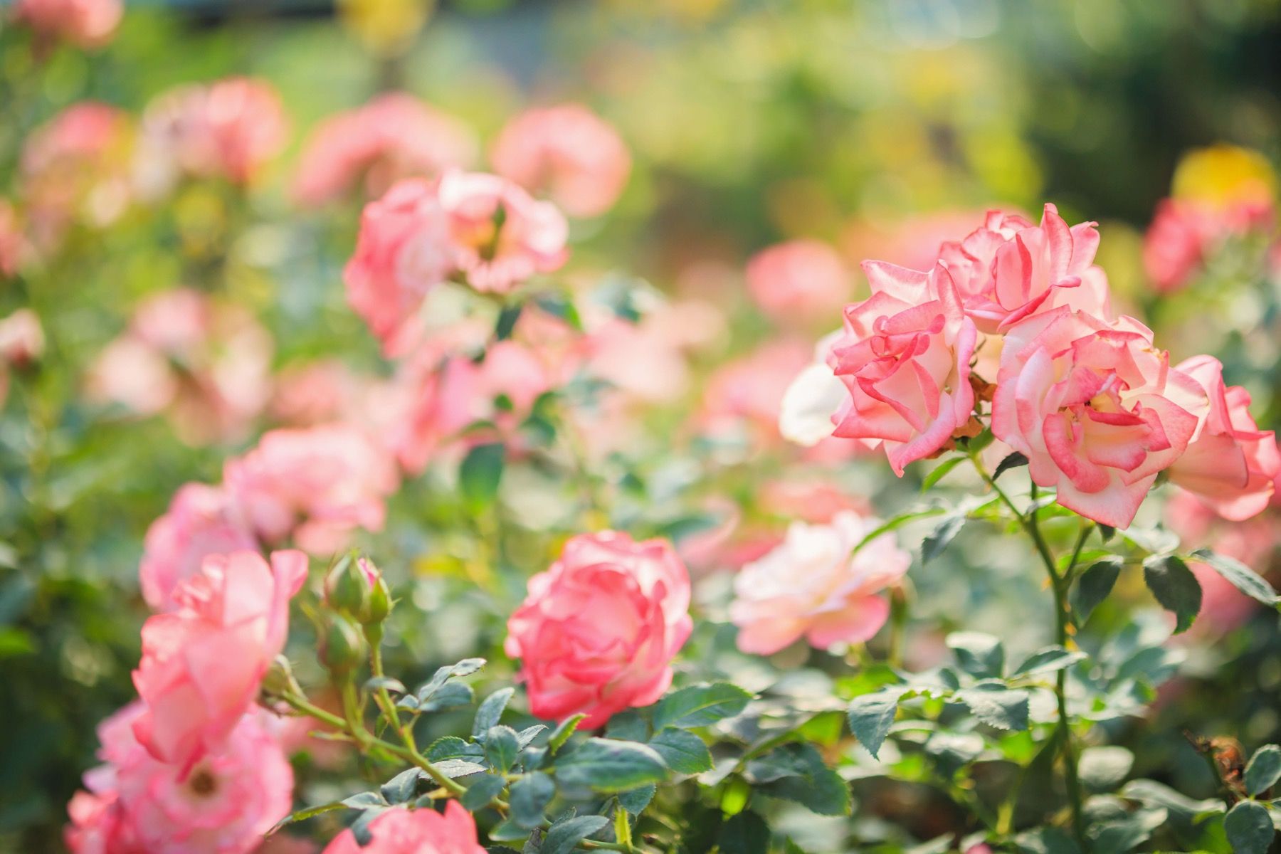 Rosier rose clair Rosier rose clair