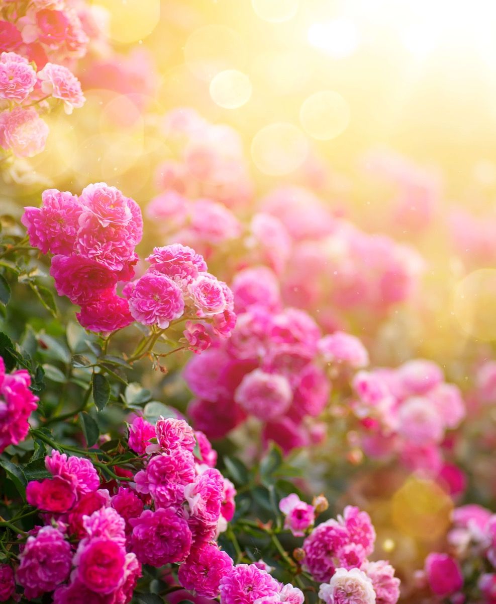 Rosiers roses Rosiers roses