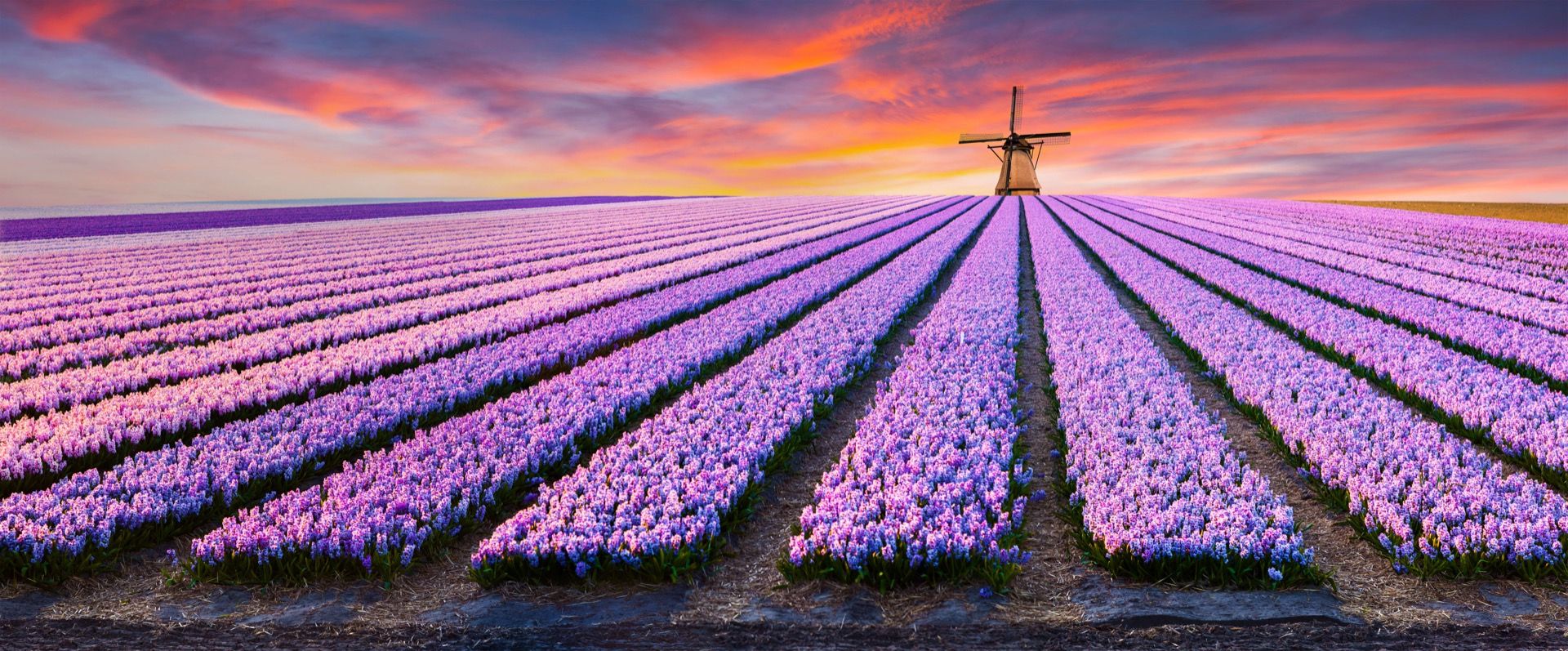 Muscari bleus