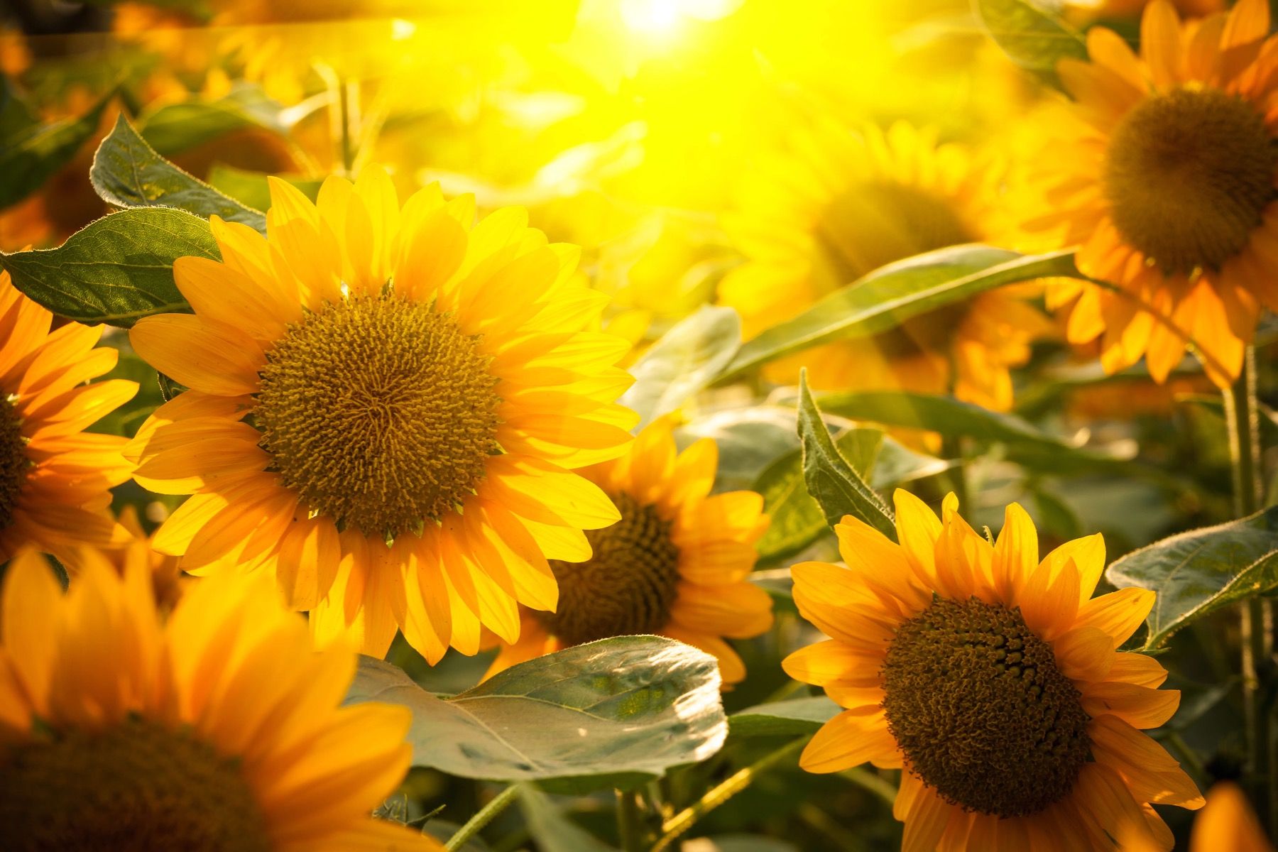 Les tournesols et le soleil Les tournesols et le soleil