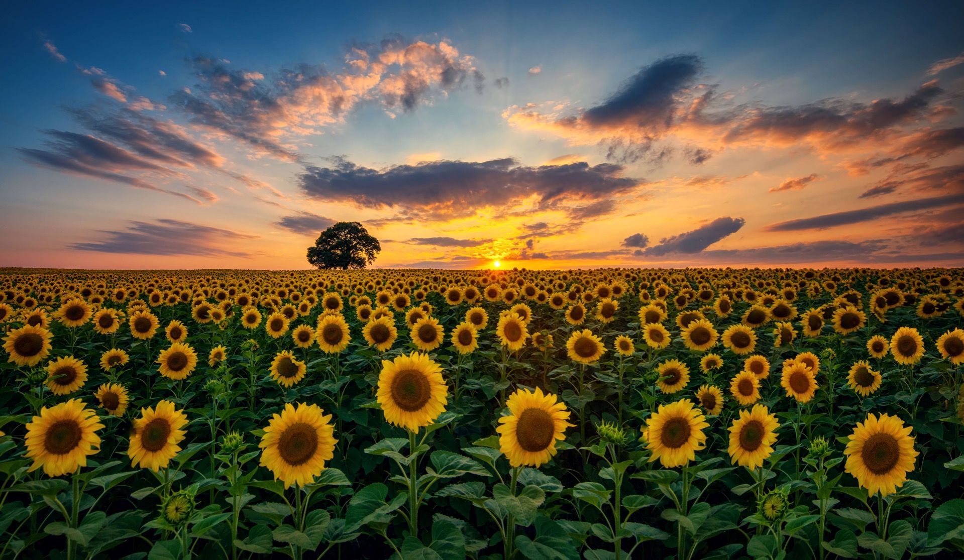 Un champ de tournesols