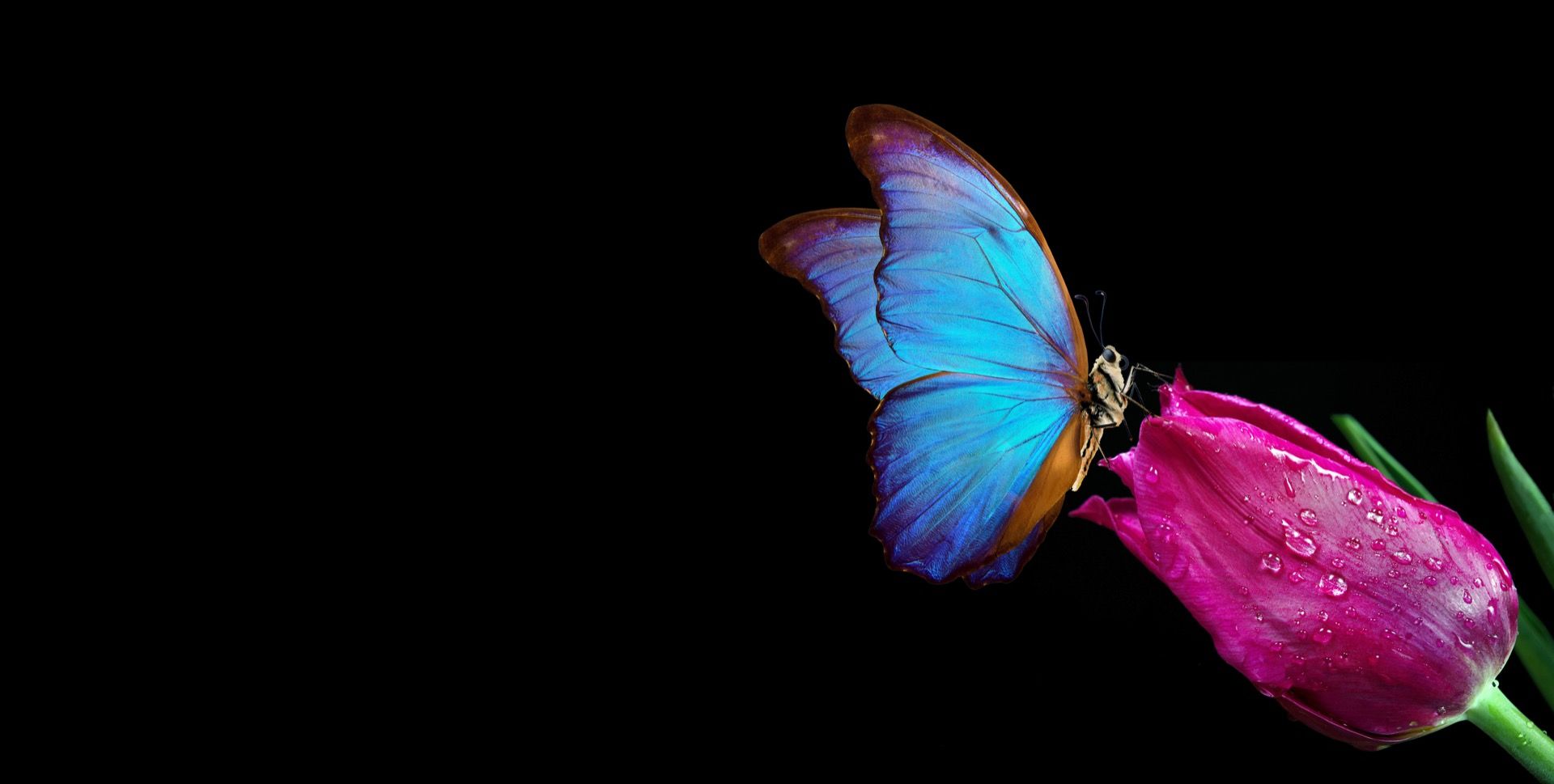 Papillon sur tulipe Papillon sur tulipe