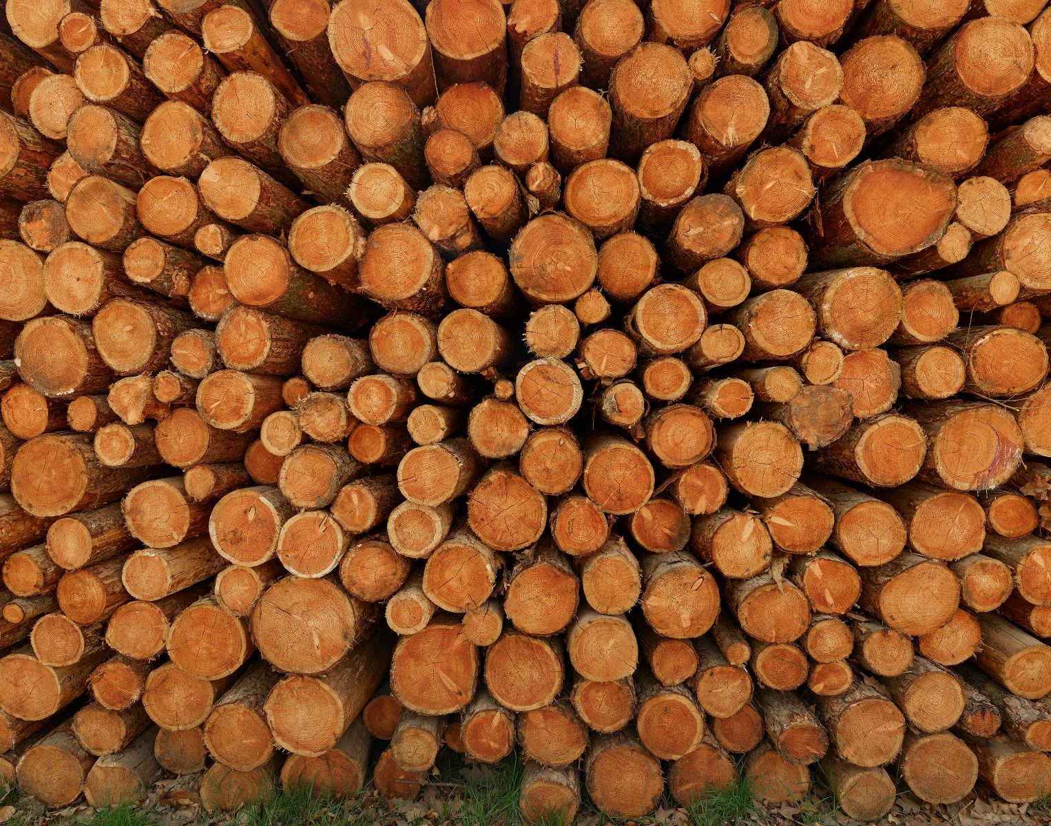 Pile de troncs d'arbres sombres