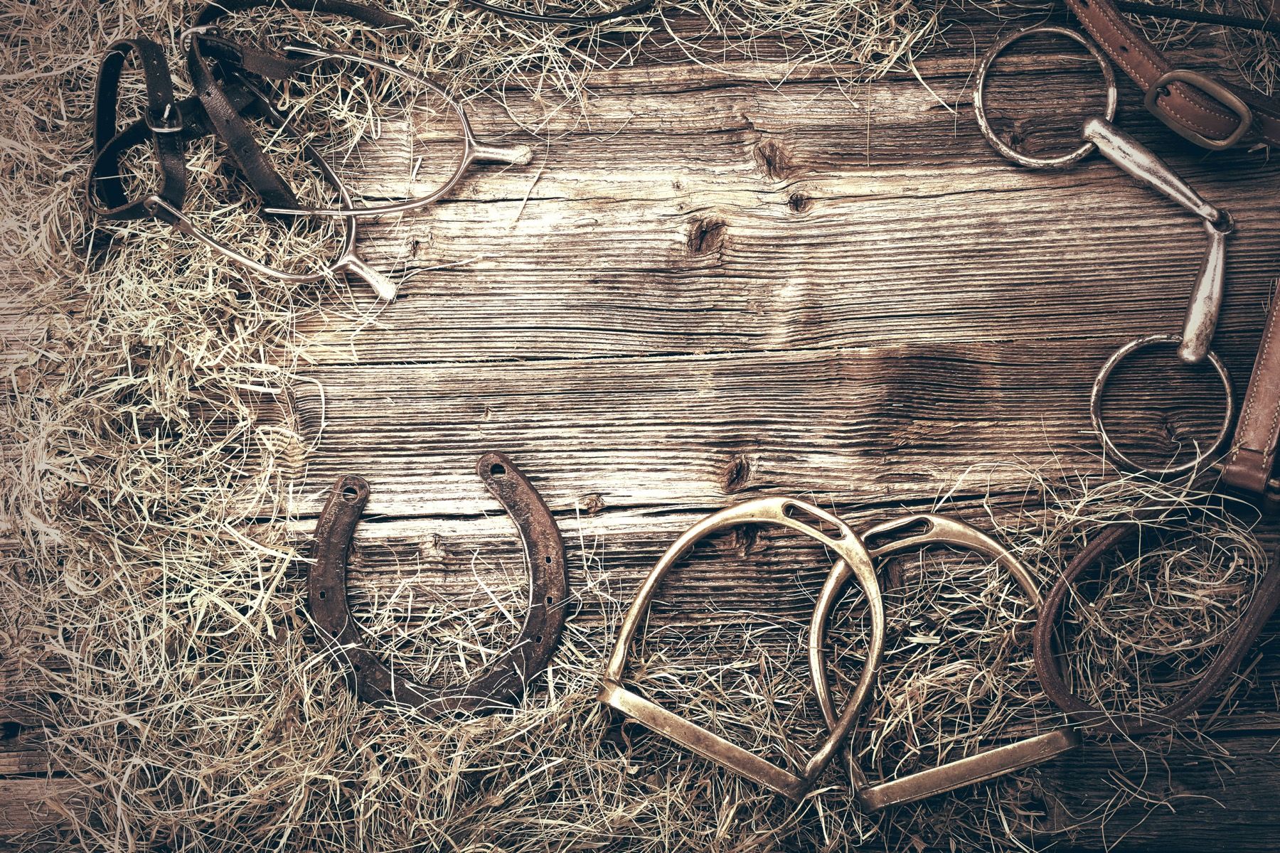 Équipement pour les chevaux