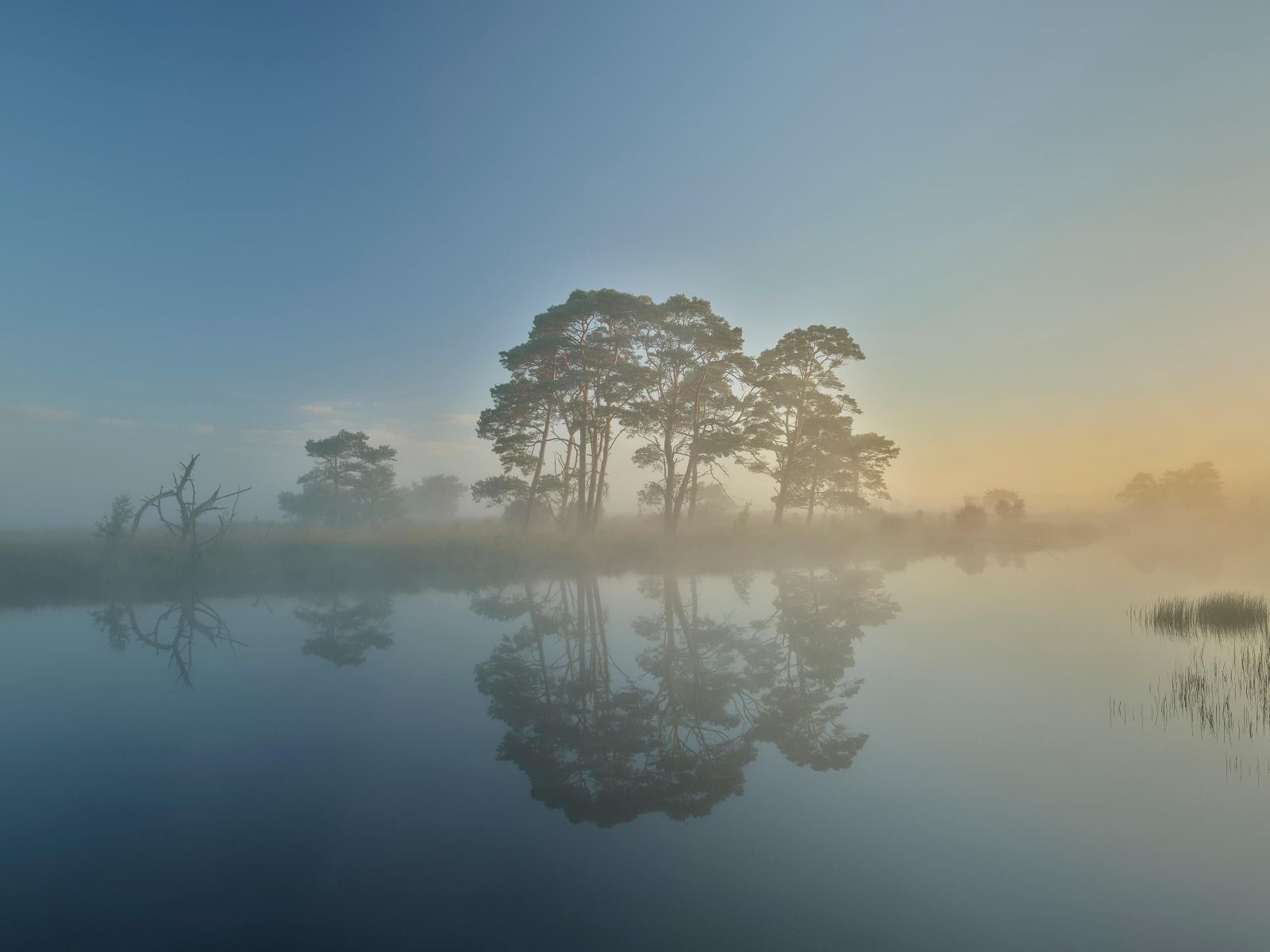 Brouillard dans les landes