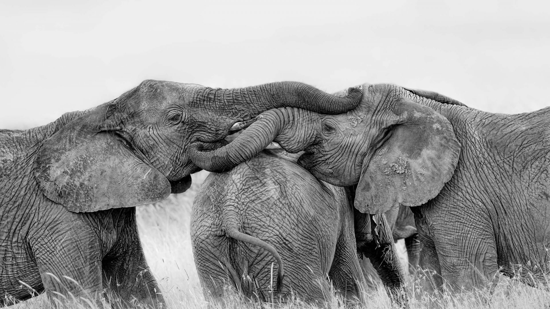 Elephant Playing main product photo