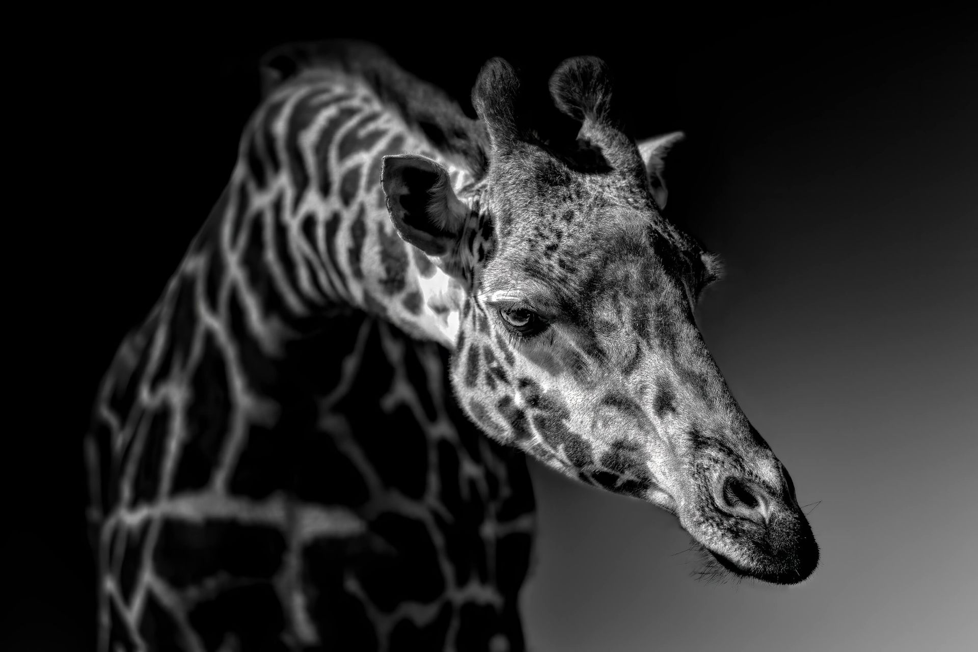 Giraffe main product photo
