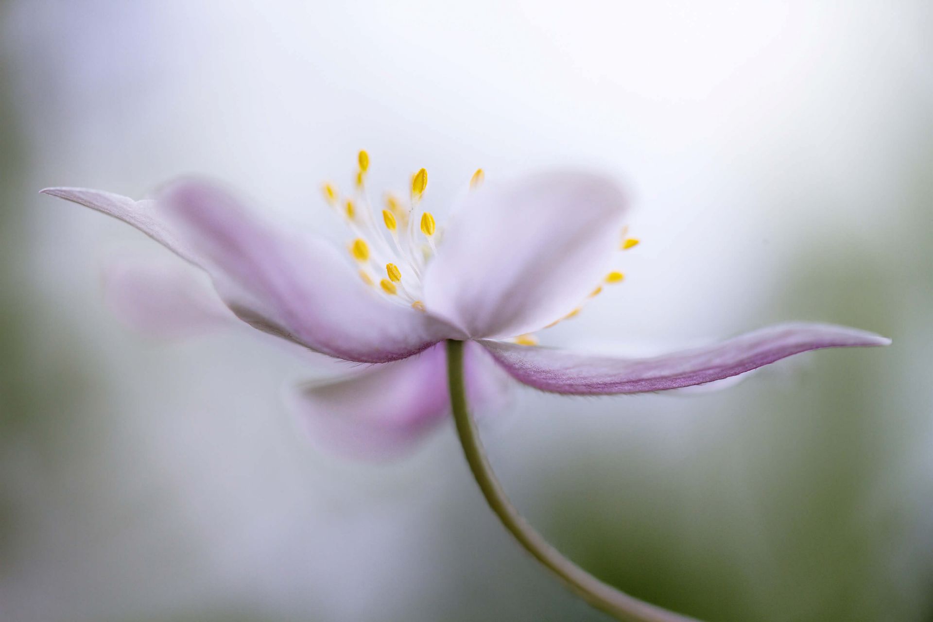 Nemorosa main product photo
