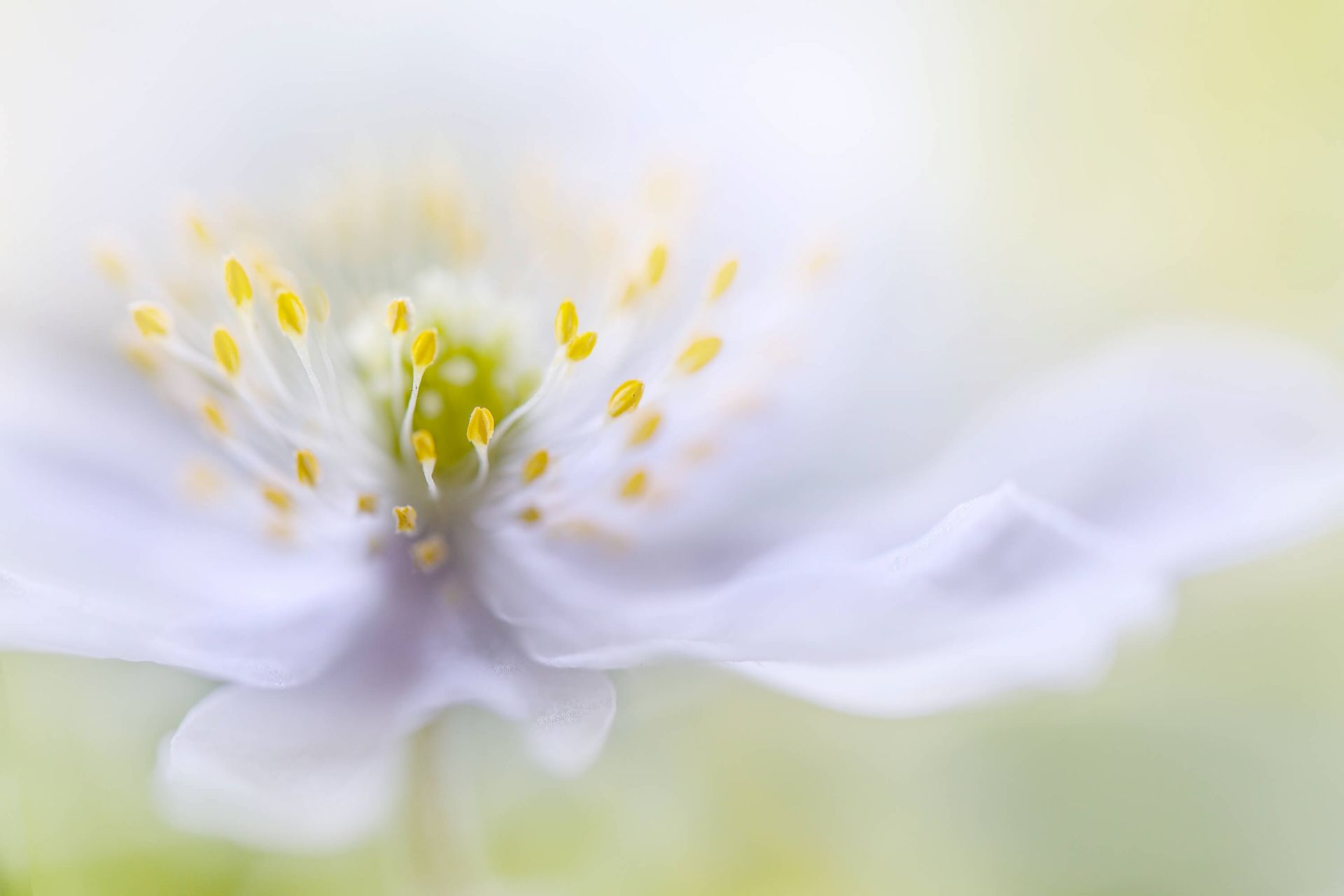 Anemone Beauty Anemone Beauty