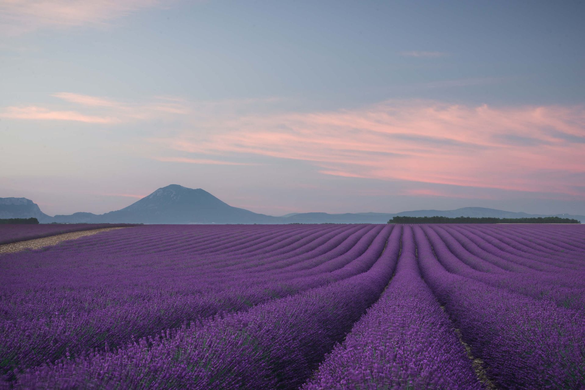 Lavender field main product photo