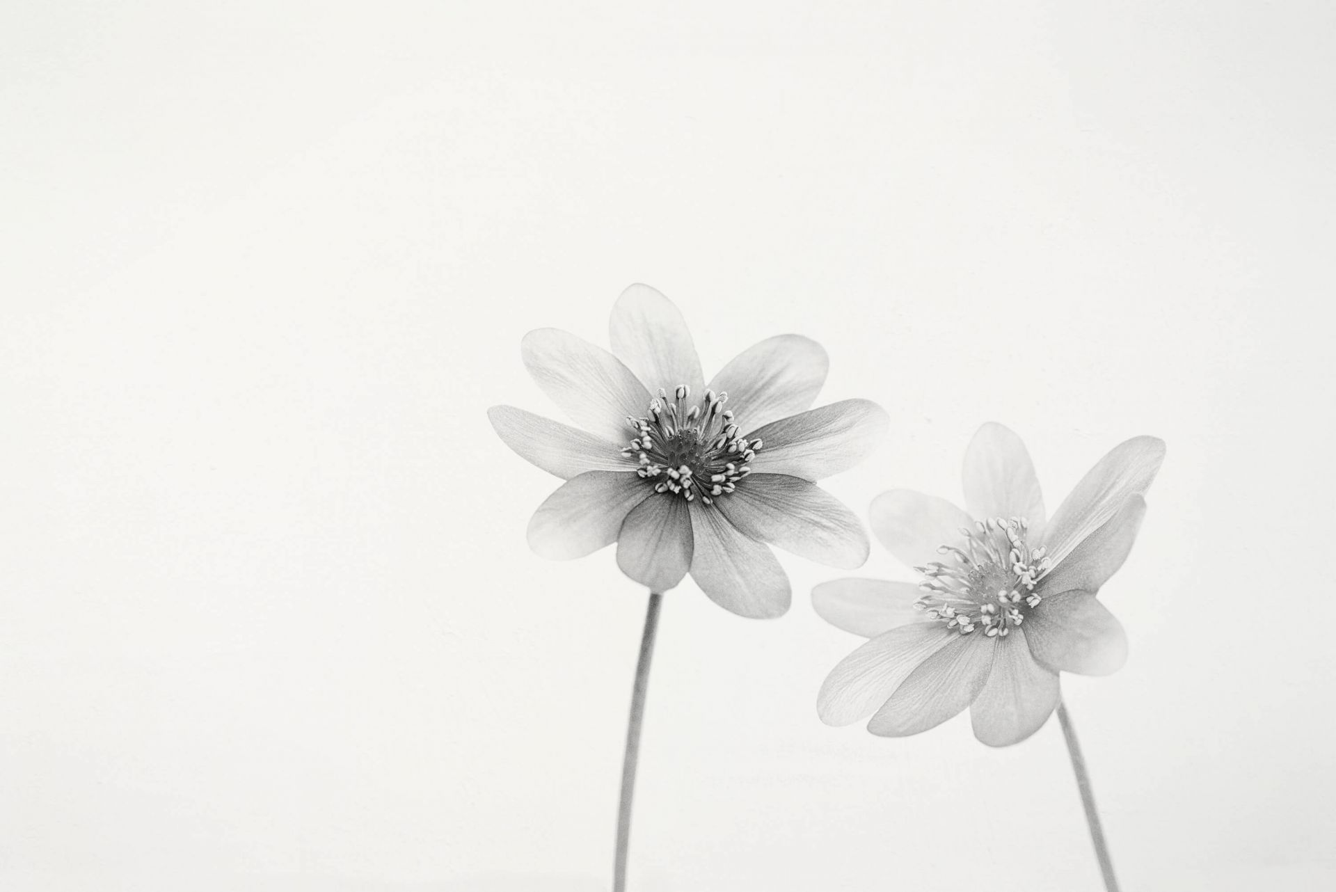 Two small flowers main product photo