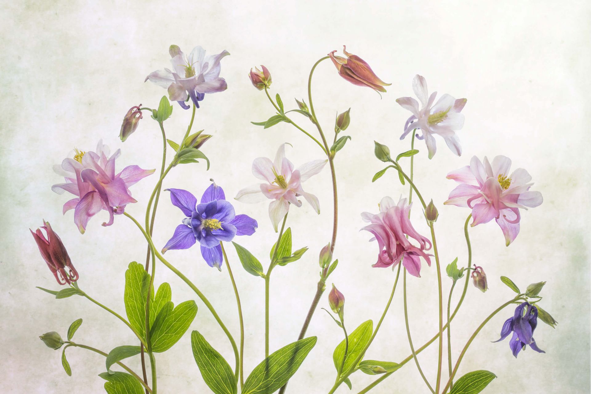 Columbine main product photo