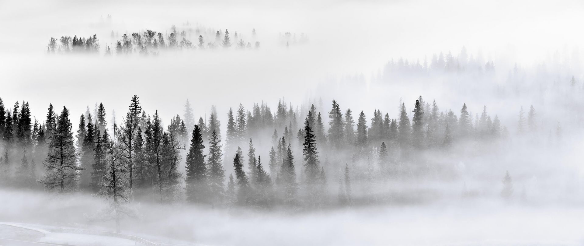 Foggy Forest -1x