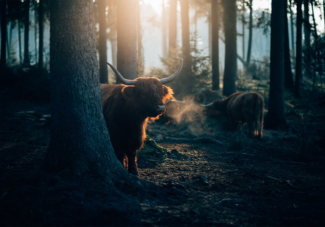 Le Highlander écossais au lever du soleil main product photo